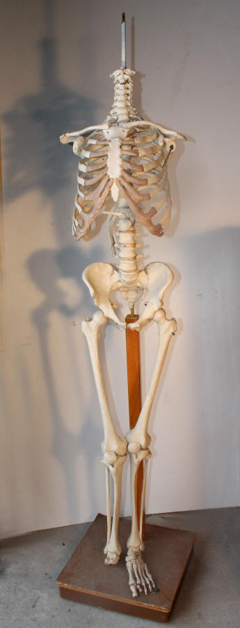 Skelet på stativ i naturlig størrelse, Kunsstof.