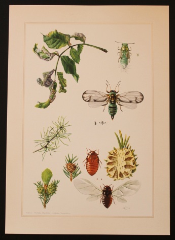 Insektplanche Granlus