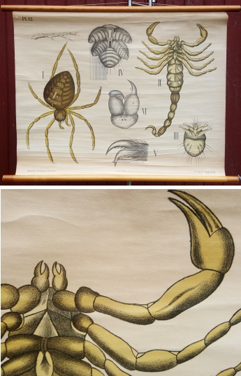 Rullekort med Edderkop og Skorpion