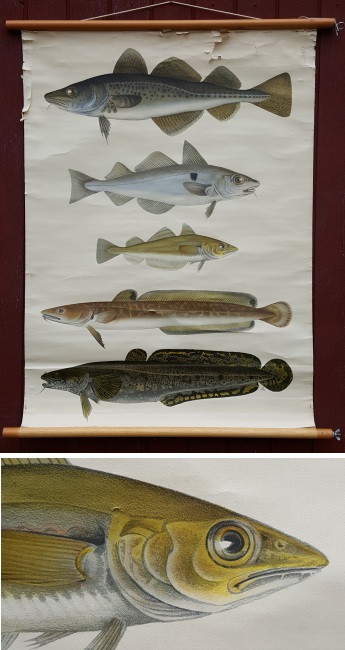 Rullekort med fem fisk