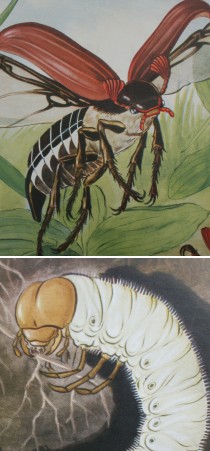 Skoleplanche - Fra larve til flyvefrdig bille