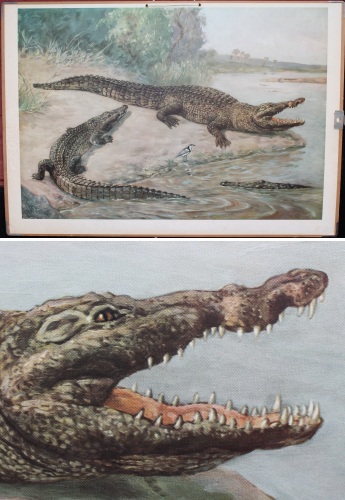 Gammel skoleplanche med Krokodille
